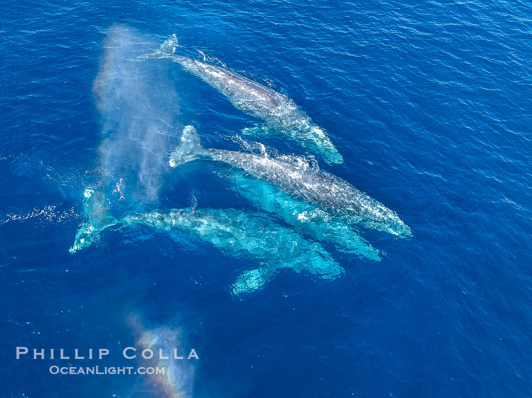 Gray Whale Courtship Group, Aerial Photo, San Diego. Courtship during the southern migration, far to the north of the Mexican lagoons of Baja California where most gray whale births take place., Eschrichtius robustus, natural history stock photograph, photo id 41524