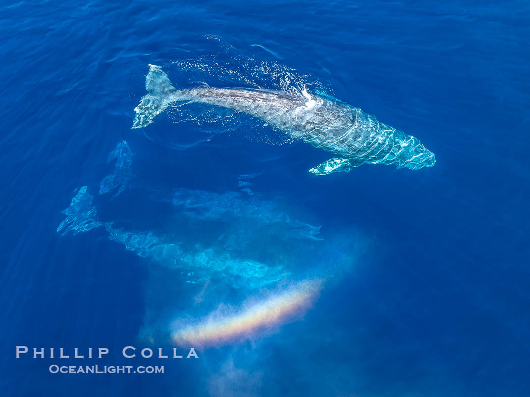 Gray Whale Courtship Group, Aerial Photo, San Diego. Courtship during the southern migration, far to the north of the Mexican lagoons of Baja California where most gray whale births take place., Eschrichtius robustus, natural history stock photograph, photo id 41517