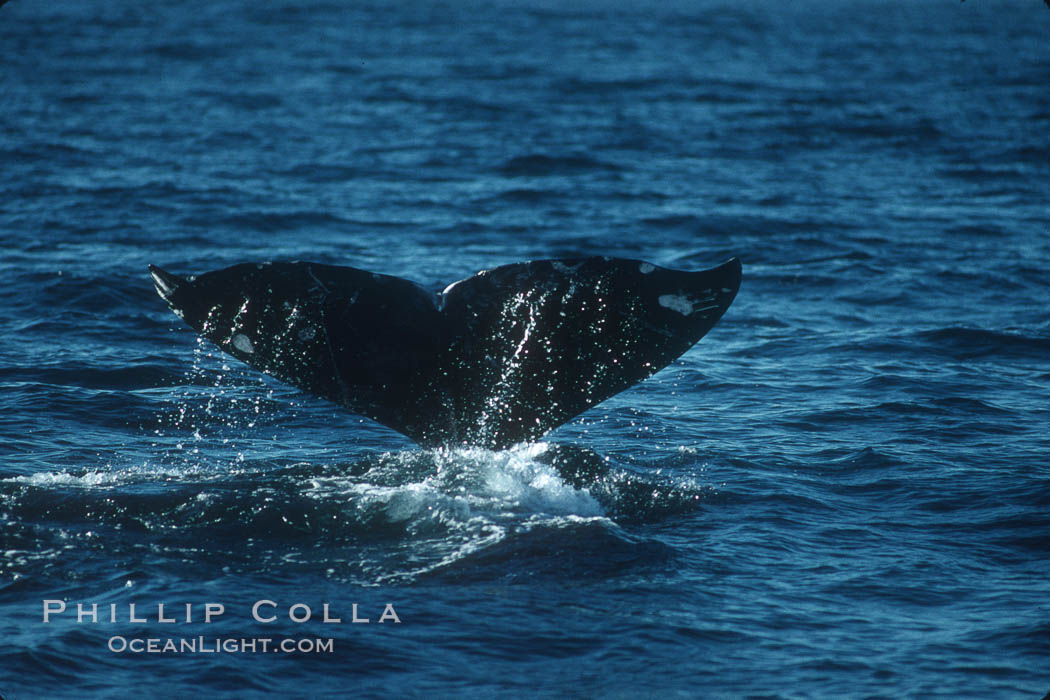 Gray whale fluke. Big Sur, California, USA, Eschrichtius robustus, natural history stock photograph, photo id 03386
