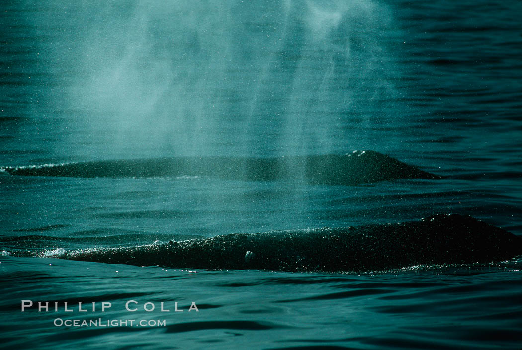 Gray whale. Monterey, California, USA, Eschrichtius robustus, natural history stock photograph, photo id 01172