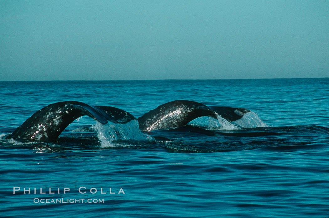 Gray whale. Monterey, California, USA, Eschrichtius robustus, natural history stock photograph, photo id 01188