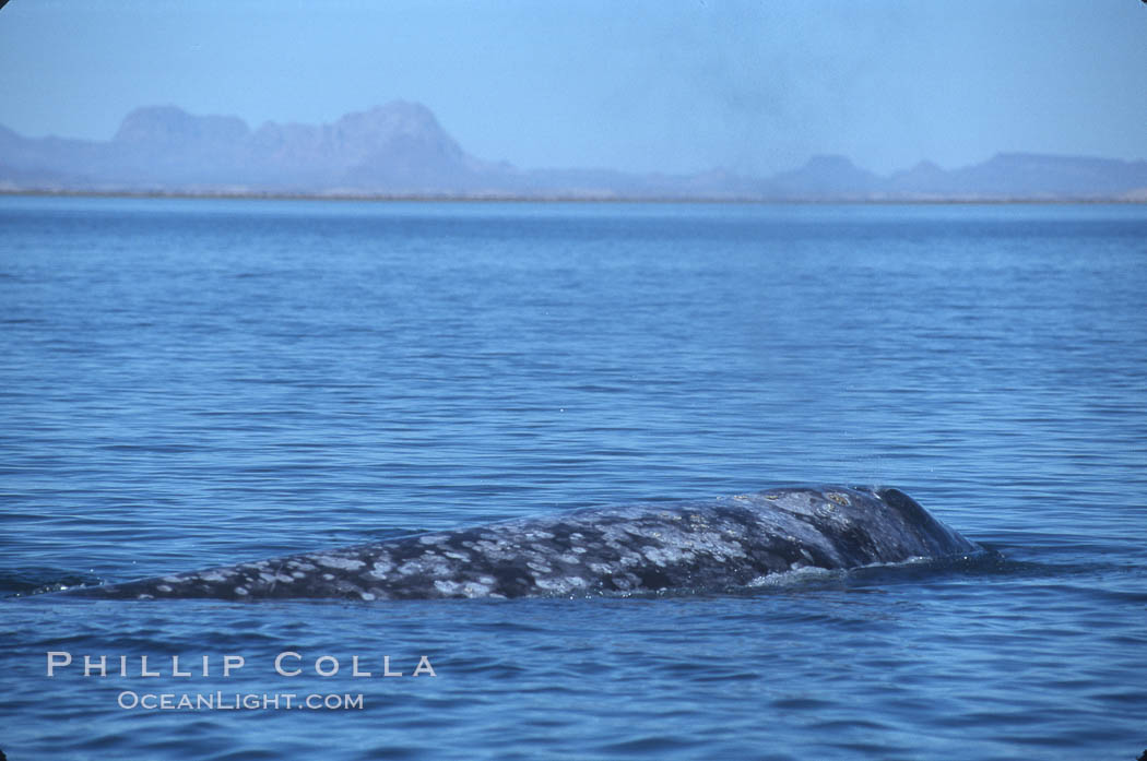 Gray whale, Laguna San Ignacio. San Ignacio Lagoon, Baja California, Mexico, Eschrichtius robustus, natural history stock photograph, photo id 03392