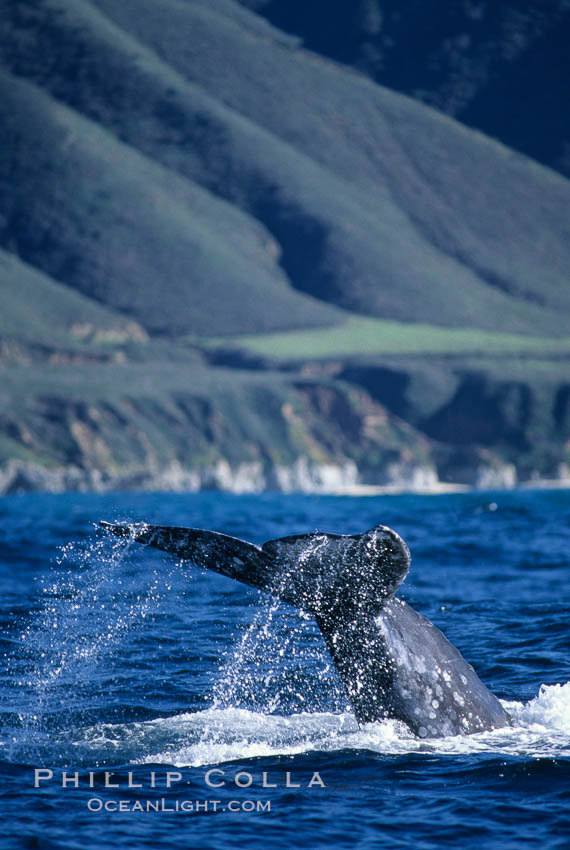 Gray whale, raising fluke to dive. Big Sur, California, USA, Eschrichtius robustus, natural history stock photograph, photo id 05780