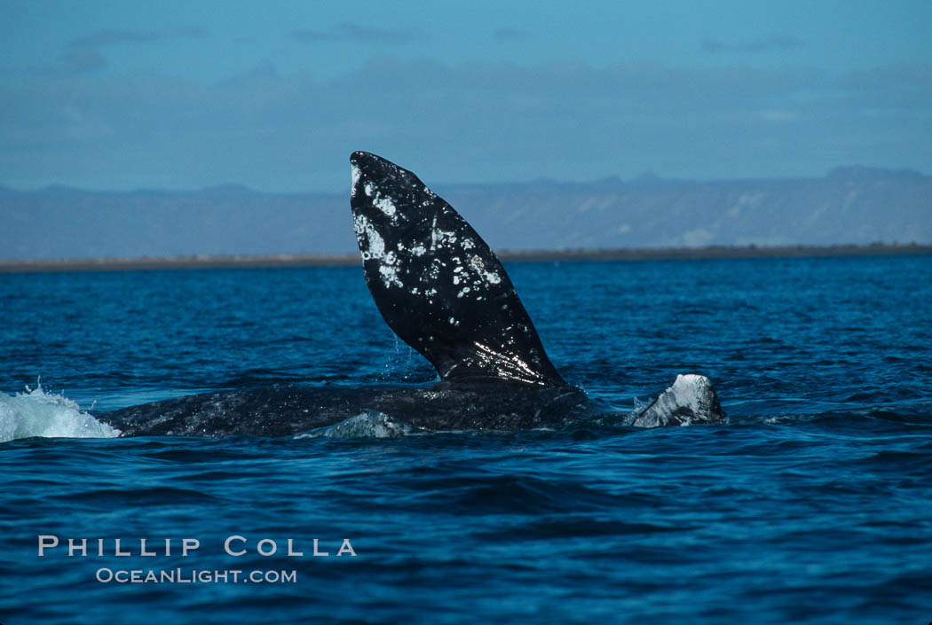 Courting gray whales, Laguna San Ignacio. San Ignacio Lagoon, Baja California, Mexico, Eschrichtius robustus, natural history stock photograph, photo id 05796