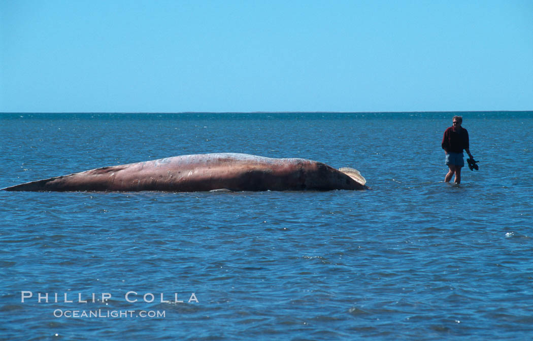 Gray whale carcass, Laguna San Ignacio. San Ignacio Lagoon, Baja California, Mexico, Eschrichtius robustus, natural history stock photograph, photo id 06424
