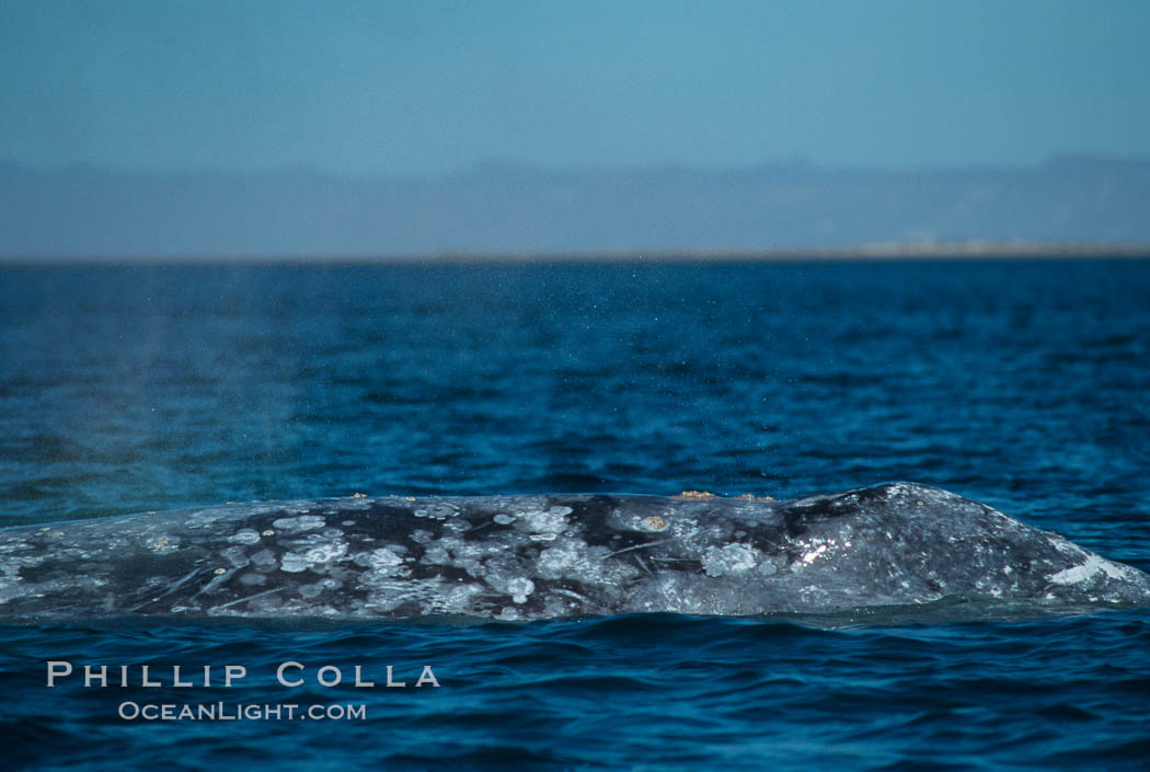 Gray whale dorsal aspect showing characteristic skin mottling and ectoparasitic barnacles and whale lice (amphipod crustaceans), Laguna San Ignacio. San Ignacio Lagoon, Baja California, Mexico, Eschrichtius robustus, natural history stock photograph, photo id 06427