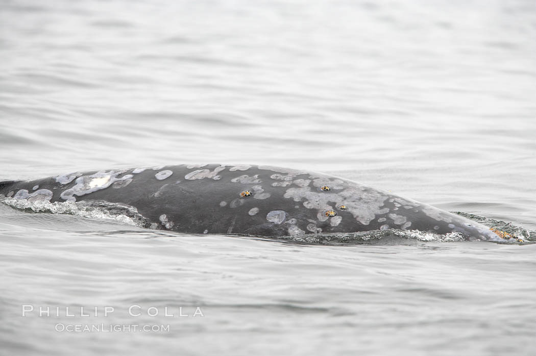 Gray whale dorsal ridge sticking above the ocean surface, Cow Bay near Flores Island, Clayoquot Sound, west coast of Vancouver Island. British Columbia, Canada, Eschrichtius robustus, natural history stock photograph, photo id 21175