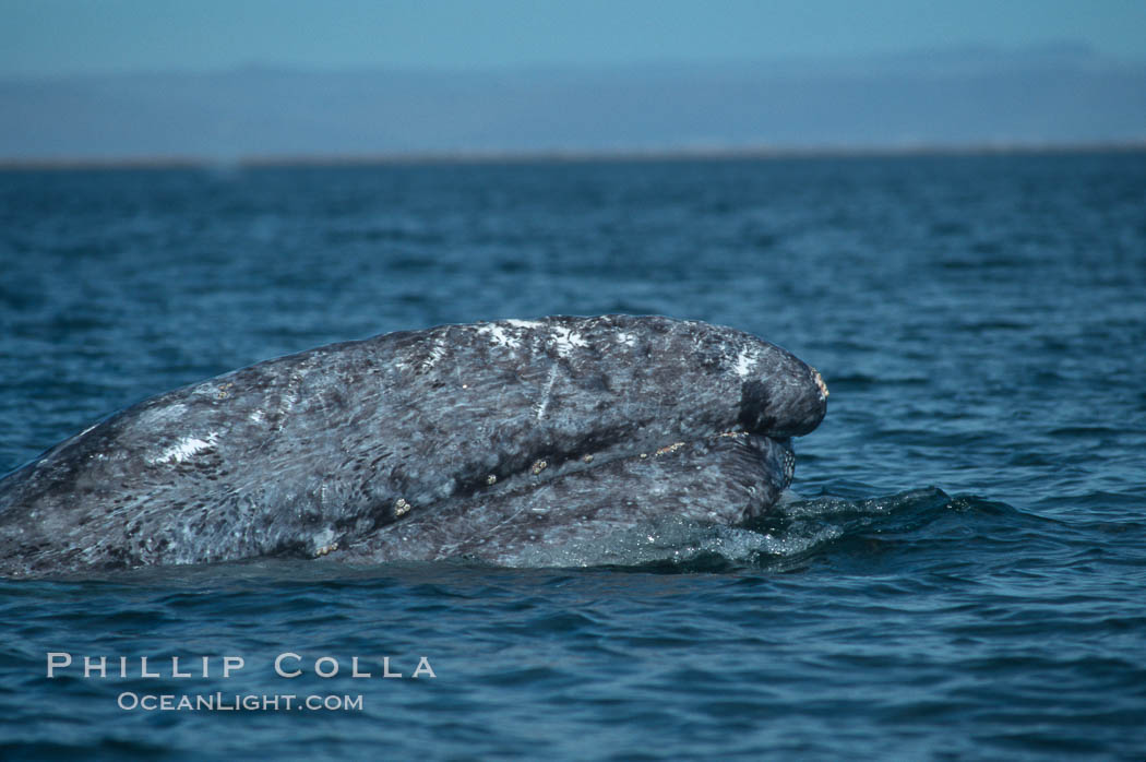 Gray whale, Laguna San Ignacio. San Ignacio Lagoon, Baja California, Mexico, Eschrichtius robustus, natural history stock photograph, photo id 03389