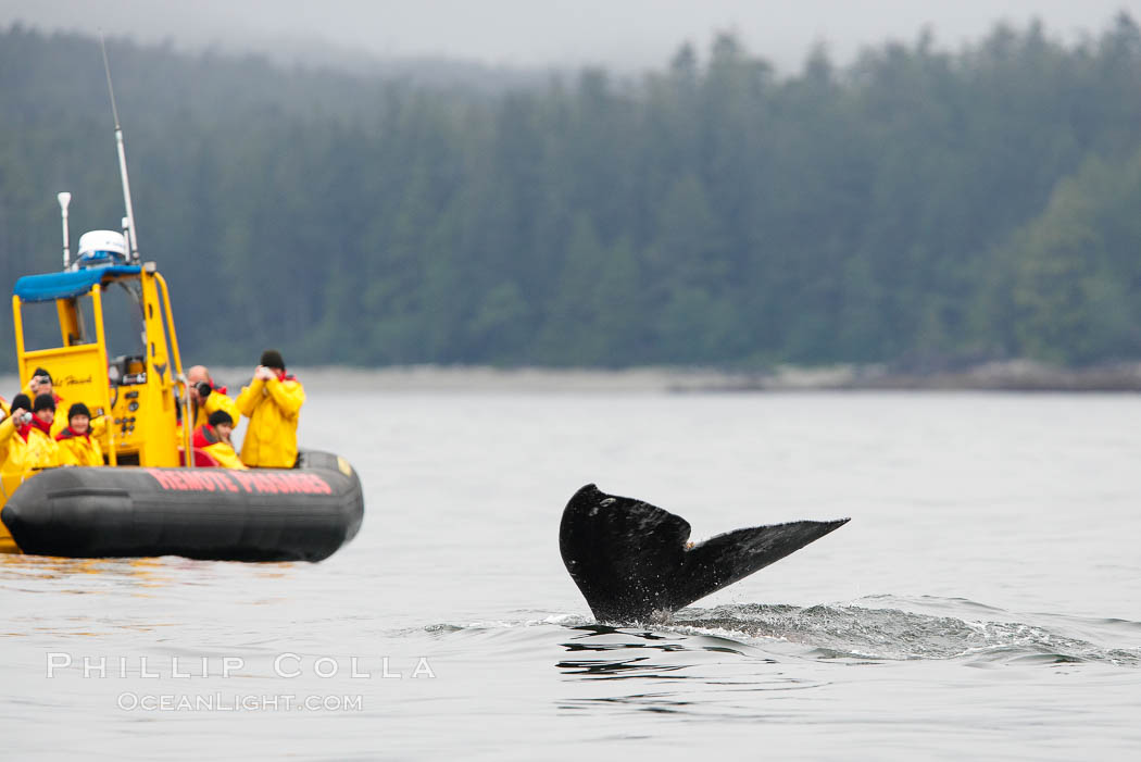 Gray whale raising its fluke (tail) in front of a boat of whale watchers before diving to the ocean floor to forage for crustaceans, Cow Bay, Flores Island, near Tofino, Clayoquot Sound, west coast of Vancouver Island. British Columbia, Canada, Eschrichtius robustus, natural history stock photograph, photo id 21185