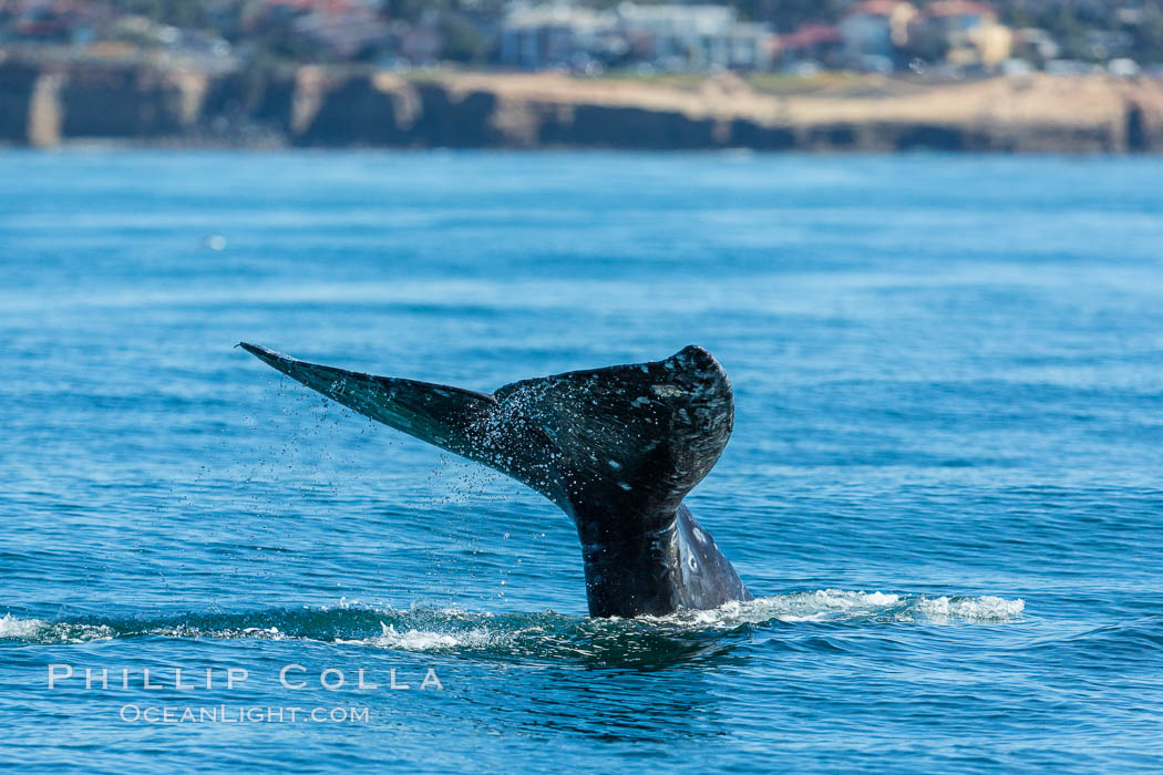 Gray whale raising fluke before diving, on southern migration to calving lagoons in Baja. San Diego, California, USA, natural history stock photograph, photo id 34238