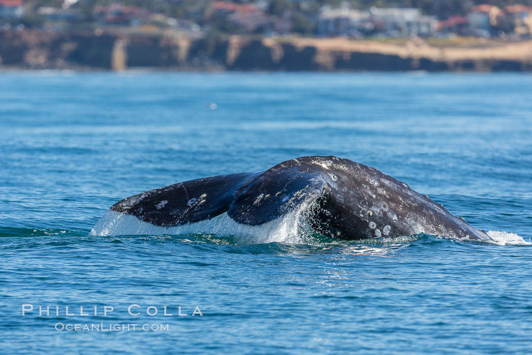 Gray whale raising fluke before diving, on southern migration to calving lagoons in Baja. San Diego, California, USA, natural history stock photograph, photo id 34231