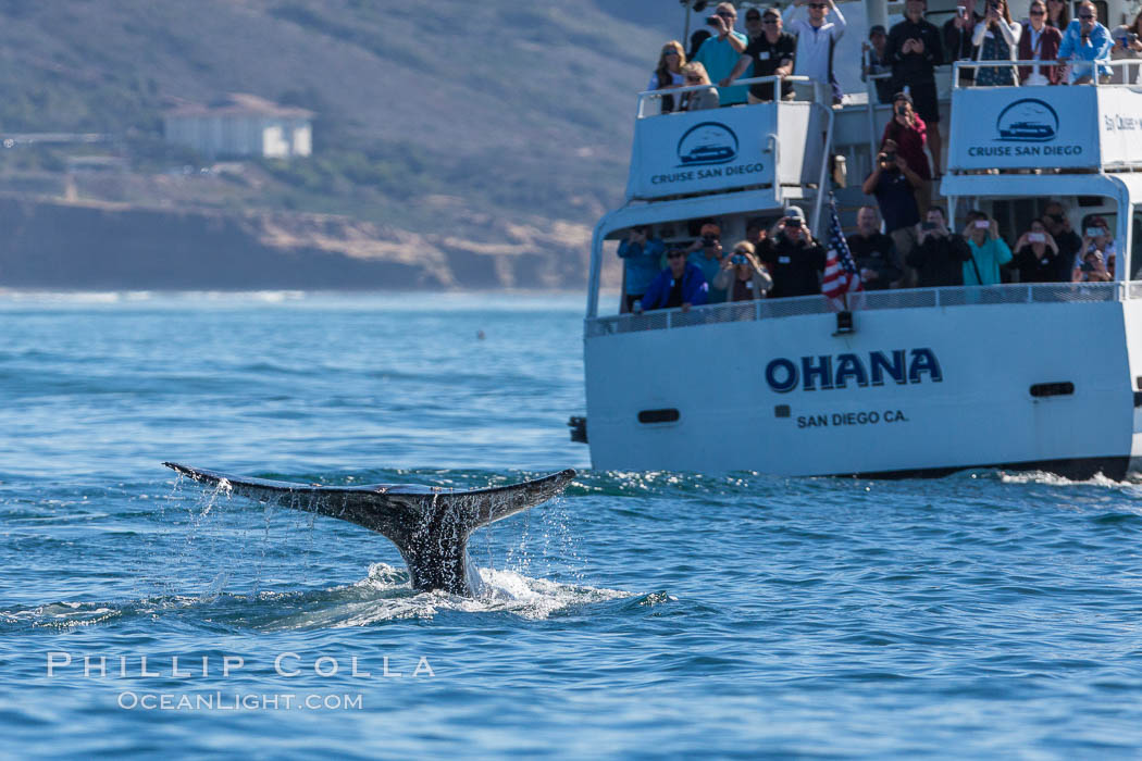Gray whale raising fluke before diving, on southern migration to calving lagoons in Baja. San Diego, California, USA, natural history stock photograph, photo id 34233