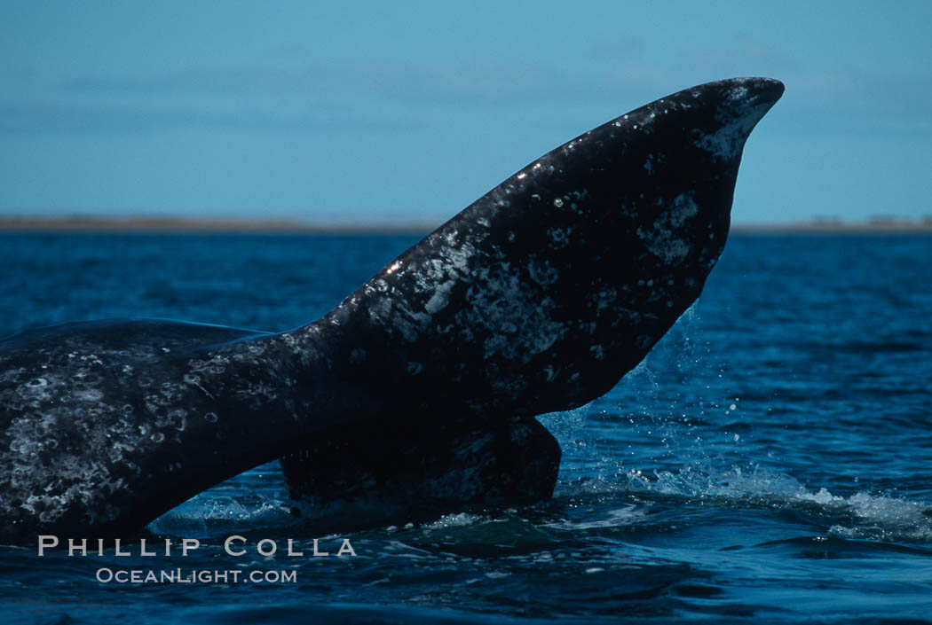 Gray whale, Laguna San Ignacio. San Ignacio Lagoon, Baja California, Mexico, Eschrichtius robustus, natural history stock photograph, photo id 03394
