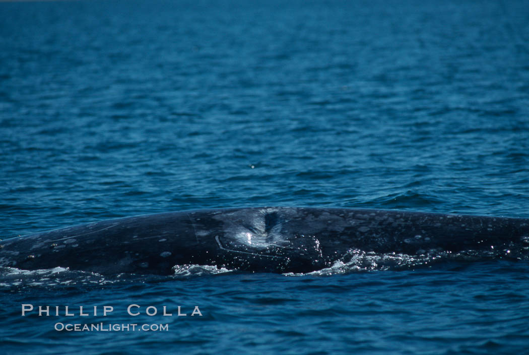 Gray whale dorsal aspect showing injury/wound/indentation likely caused by boat, Laguna San Ignacio. San Ignacio Lagoon, Baja California, Mexico, Eschrichtius robustus, natural history stock photograph, photo id 06426