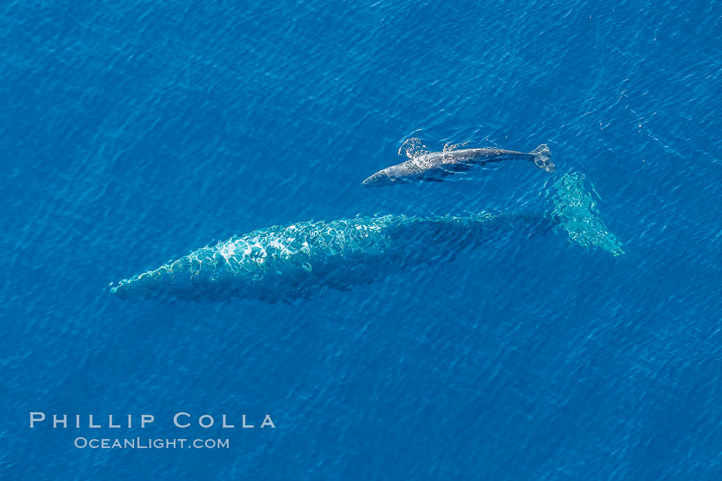 Aerial photo of gray whale calf and mother. This baby gray whale was born during the southern migration, far to the north of the Mexican lagoons of Baja California where most gray whale births take place. San Clemente, USA, Eschrichtius robustus, natural history stock photograph, photo id 29010