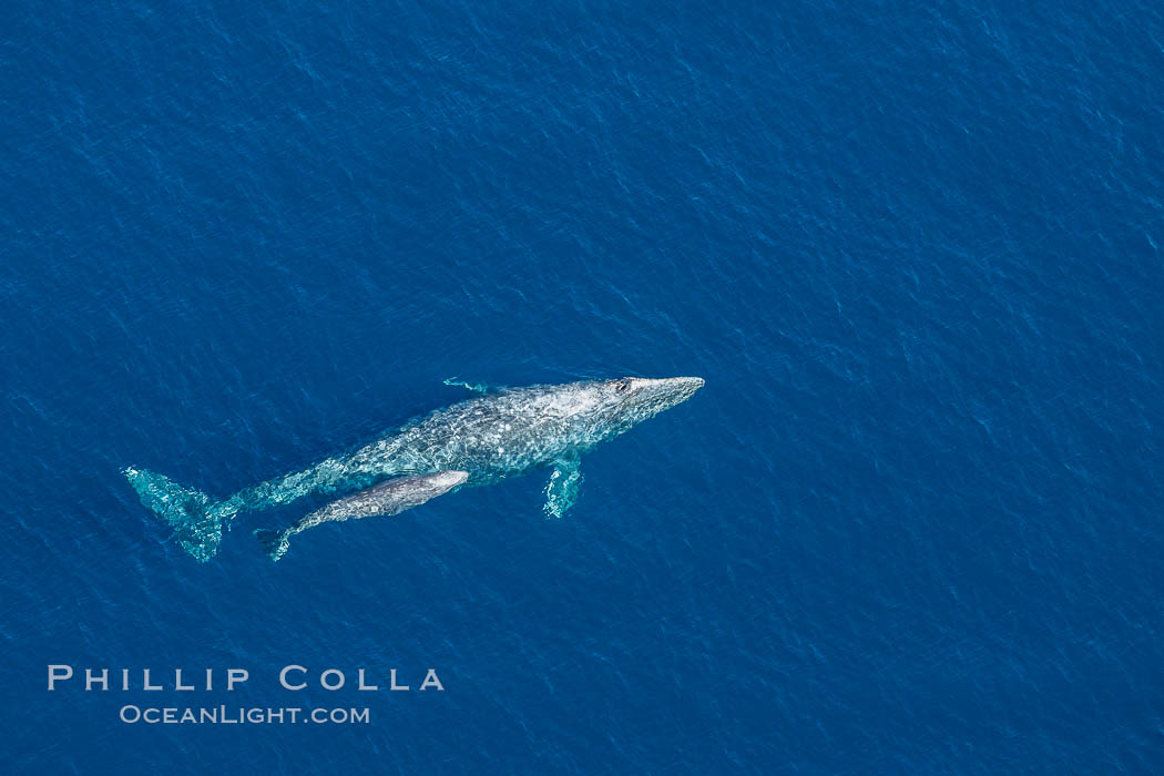 Aerial photo of gray whale calf and mother. This baby gray whale was born during the southern migration, far to the north of the Mexican lagoons of Baja California where most gray whale births take place. San Clemente, USA, Eschrichtius robustus, natural history stock photograph, photo id 29022