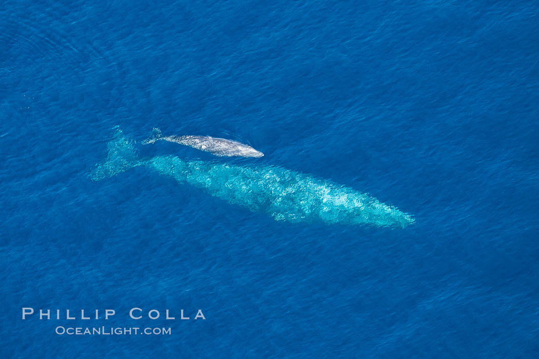 Aerial photo of gray whale calf and mother. This baby gray whale was born during the southern migration, far to the north of the Mexican lagoons of Baja California where most gray whale births take place., Eschrichtius robustus, natural history stock photograph, photo id 29026