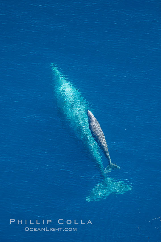 Aerial photo of gray whale calf and mother. This baby gray whale was born during the southern migration, far to the north of the Mexican lagoons of Baja California where most gray whale births take place. San Clemente, USA, Eschrichtius robustus, natural history stock photograph, photo id 29000