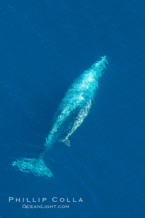 Aerial photo of gray whale calf and mother. This baby gray whale was born during the southern migration, far to the north of the Mexican lagoons of Baja California where most gray whale births take place., Eschrichtius robustus, natural history stock photograph, photo id 29004