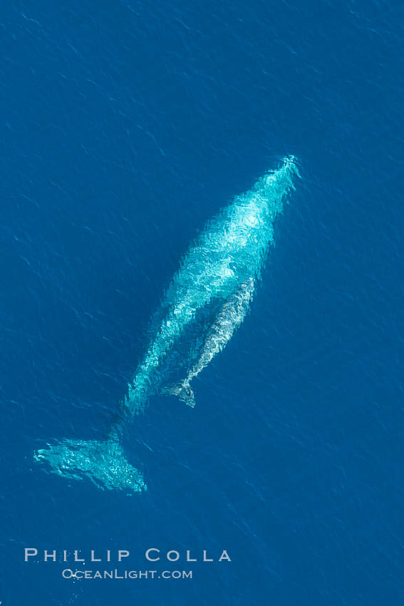 Aerial photo of gray whale calf and mother. This baby gray whale was born during the southern migration, far to the north of the Mexican lagoons of Baja California where most gray whale births take place. San Clemente, USA, Eschrichtius robustus, natural history stock photograph, photo id 29004