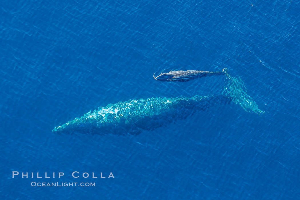Aerial photo of gray whale calf and mother. This baby gray whale was born during the southern migration, far to the north of the Mexican lagoons of Baja California where most gray whale births take place. San Clemente, USA, Eschrichtius robustus, natural history stock photograph, photo id 29008