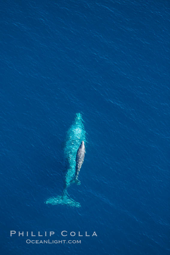 Aerial photo of gray whale calf and mother. This baby gray whale was born during the southern migration, far to the north of the Mexican lagoons of Baja California where most gray whale births take place. San Clemente, USA, Eschrichtius robustus, natural history stock photograph, photo id 29020