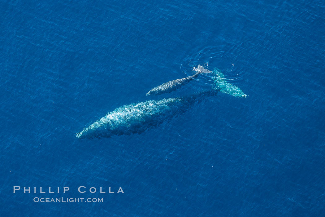 Aerial photo of gray whale calf and mother. This baby gray whale was born during the southern migration, far to the north of the Mexican lagoons of Baja California where most gray whale births take place., Eschrichtius robustus, natural history stock photograph, photo id 29024
