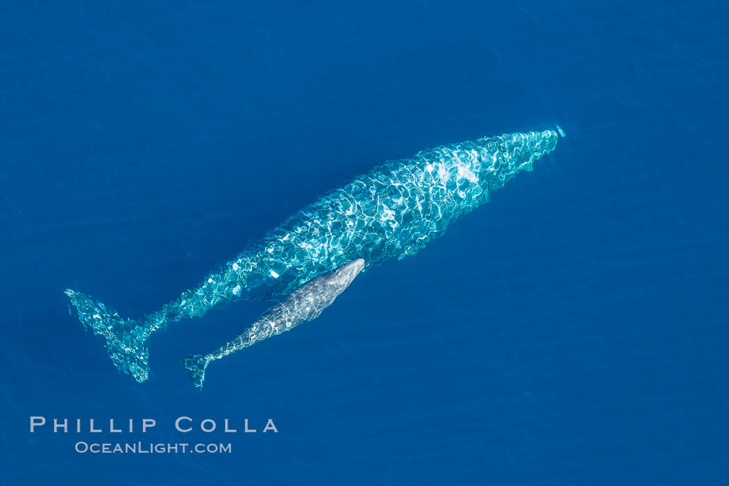 Aerial photo of gray whale calf and mother. This baby gray whale was born during the southern migration, far to the north of the Mexican lagoons of Baja California where most gray whale births take place. San Clemente, USA, Eschrichtius robustus, natural history stock photograph, photo id 29028