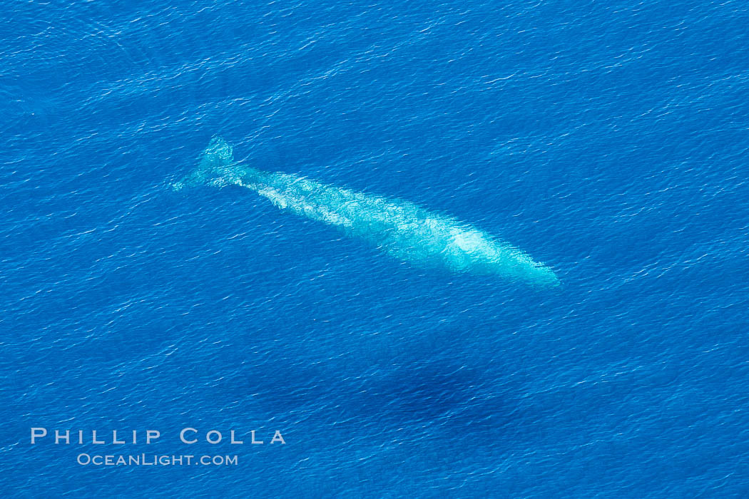 Aerial photo of gray whale calf and mother. This baby gray whale was born during the southern migration, far to the north of the Mexican lagoons of Baja California where most gray whale births take place. San Clemente, USA, Eschrichtius robustus, natural history stock photograph, photo id 29003