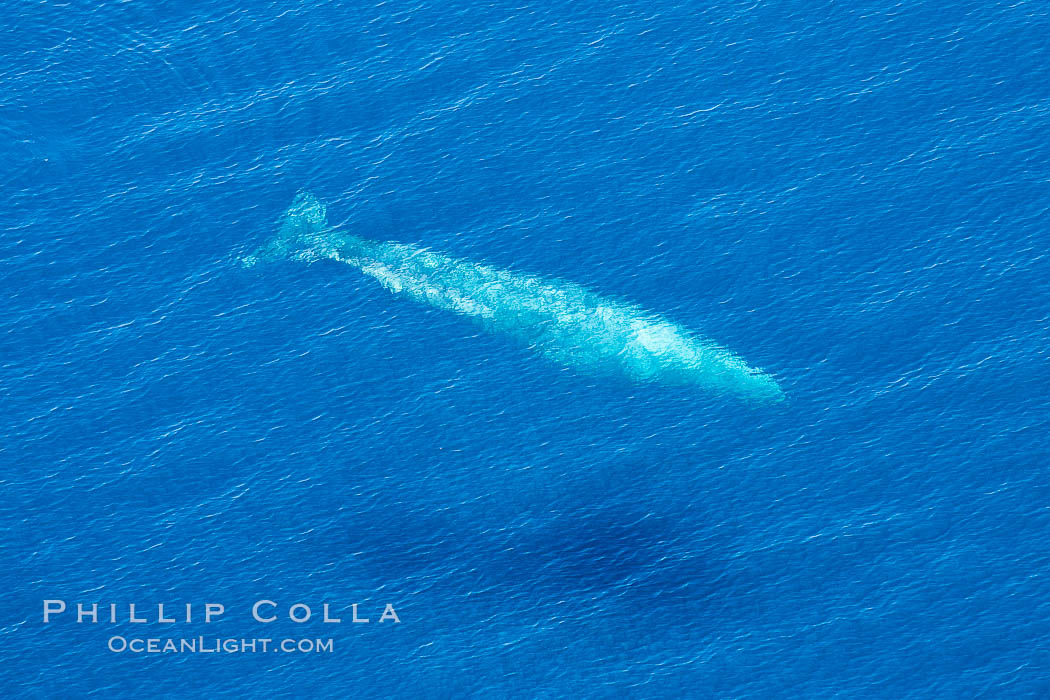 Aerial photo of gray whale calf and mother. This baby gray whale was born during the southern migration, far to the north of the Mexican lagoons of Baja California where most gray whale births take place. San Clemente, USA, Eschrichtius robustus, natural history stock photograph, photo id 29003