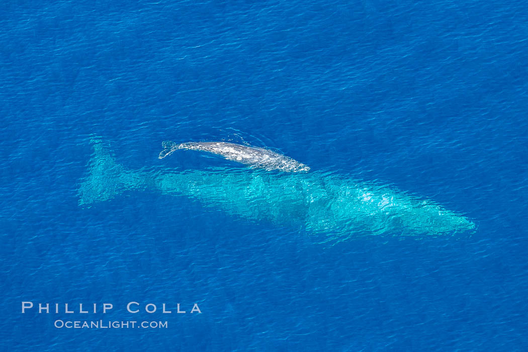 Aerial photo of gray whale calf and mother. This baby gray whale was born during the southern migration, far to the north of the Mexican lagoons of Baja California where most gray whale births take place. San Clemente, USA, Eschrichtius robustus, natural history stock photograph, photo id 29007
