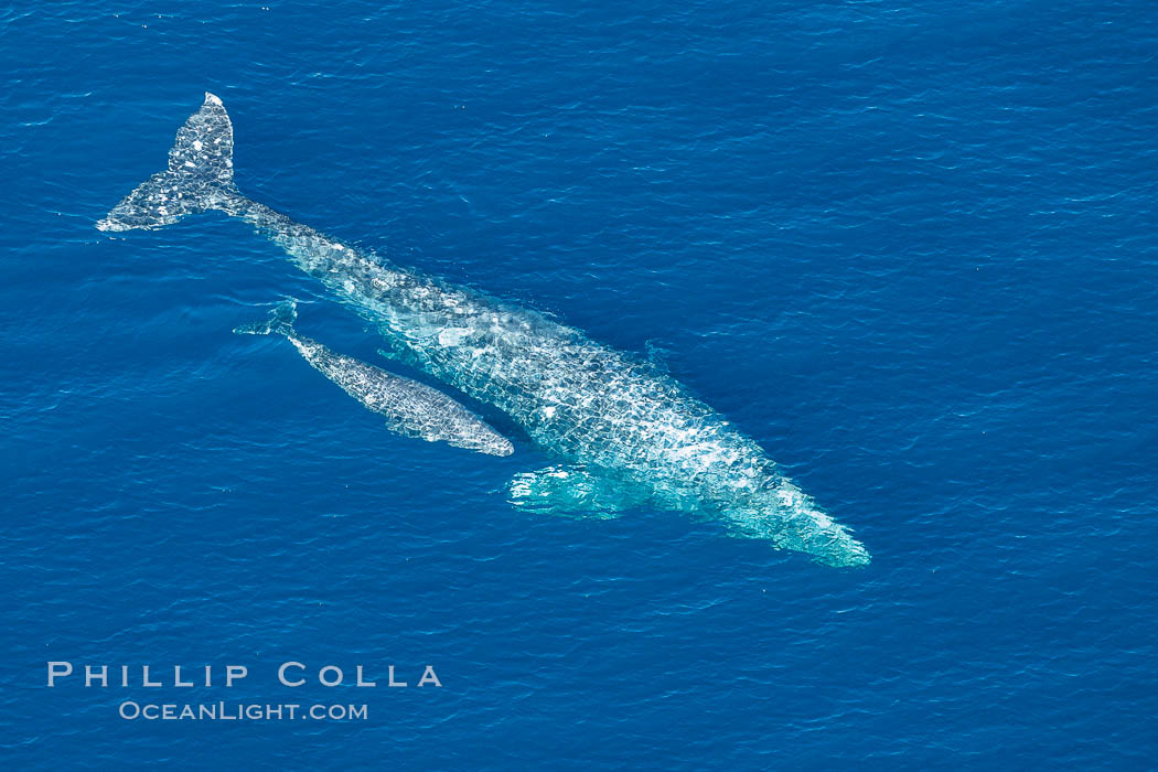 Aerial photo of gray whale calf and mother. This baby gray whale was born during the southern migration, far to the north of the Mexican lagoons of Baja California where most gray whale births take place. San Clemente, USA, Eschrichtius robustus, natural history stock photograph, photo id 29019
