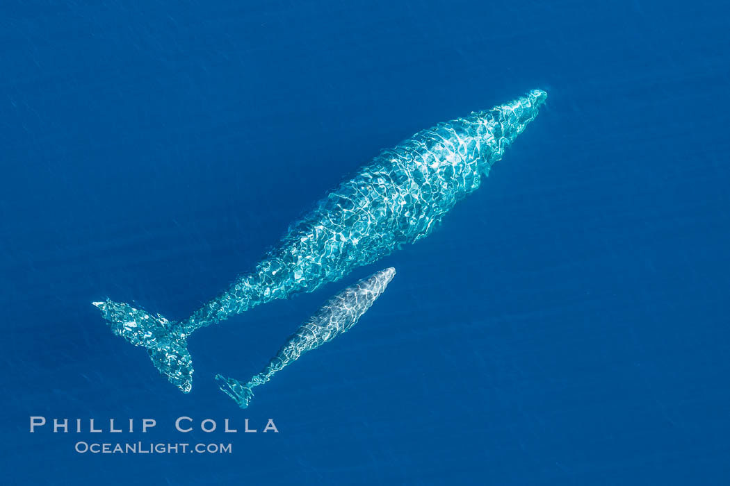 Aerial photo of gray whale calf and mother. This baby gray whale was born during the southern migration, far to the north of the Mexican lagoons of Baja California where most gray whale births take place. San Clemente, USA, Eschrichtius robustus, natural history stock photograph, photo id 29027