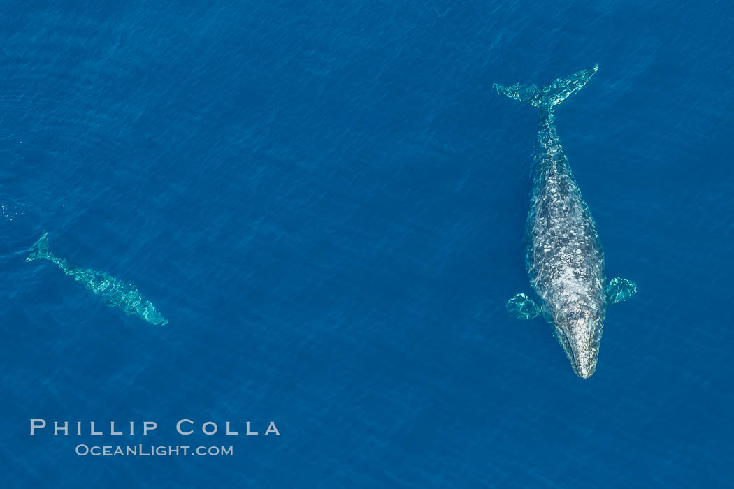 Aerial photo of gray whale calf and mother. This baby gray whale was born during the southern migration, far to the north of the Mexican lagoons of Baja California where most gray whale births take place. San Clemente, USA, Eschrichtius robustus, natural history stock photograph, photo id 29031