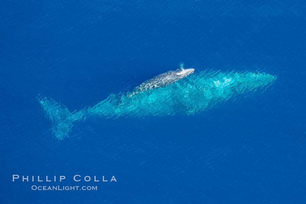 Aerial photo of gray whale calf and mother. This baby gray whale was born during the southern migration, far to the north of the Mexican lagoons of Baja California where most gray whale births take place. San Clemente, USA, Eschrichtius robustus, natural history stock photograph, photo id 29005