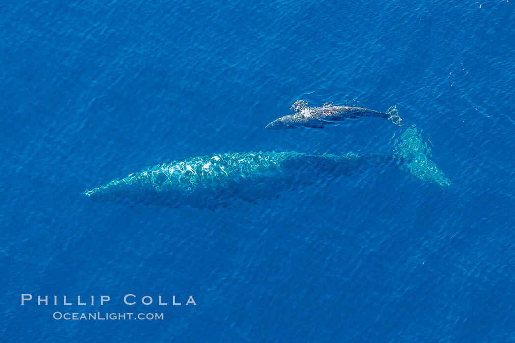 Aerial photo of gray whale calf and mother. This baby gray whale was born during the southern migration, far to the north of the Mexican lagoons of Baja California where most gray whale births take place. San Clemente, USA, Eschrichtius robustus, natural history stock photograph, photo id 29009
