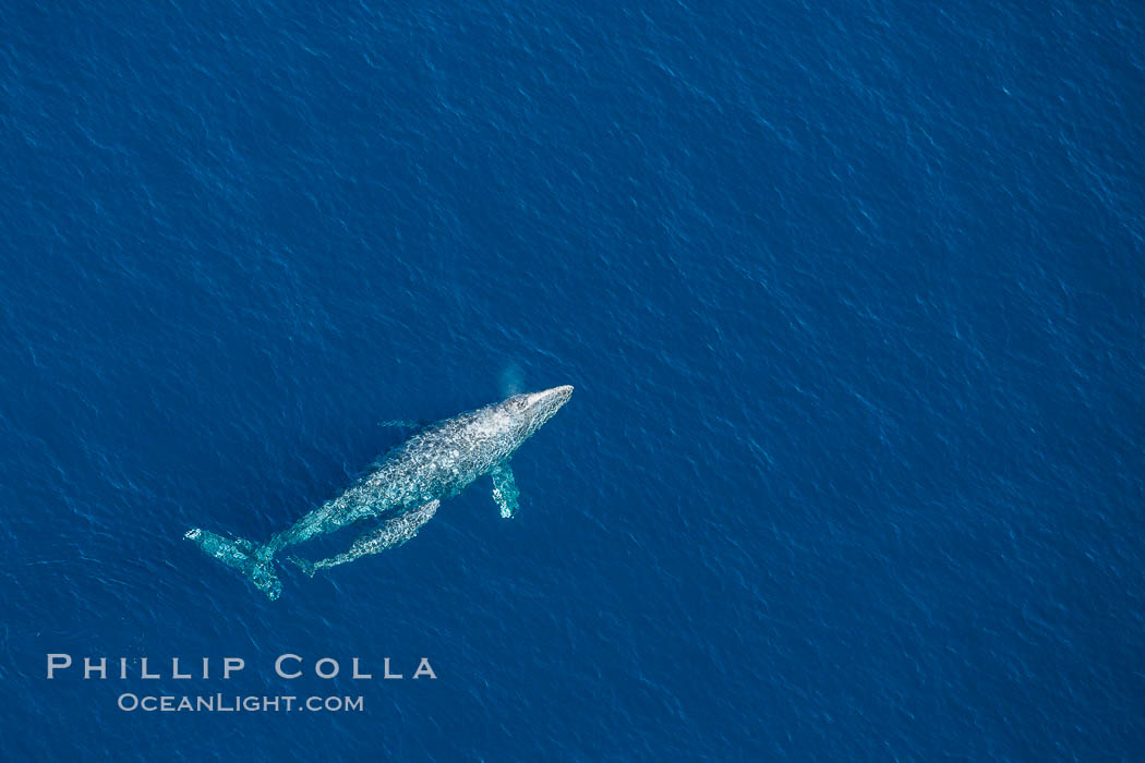 Aerial photo of gray whale calf and mother. This baby gray whale was born during the southern migration, far to the north of the Mexican lagoons of Baja California where most gray whale births take place. San Clemente, USA, Eschrichtius robustus, natural history stock photograph, photo id 29021