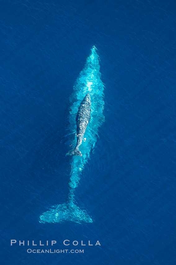 Aerial photo of gray whale calf and mother. This baby gray whale was born during the southern migration, far to the north of the Mexican lagoons of Baja California where most gray whale births take place. San Clemente, USA, Eschrichtius robustus, natural history stock photograph, photo id 29025