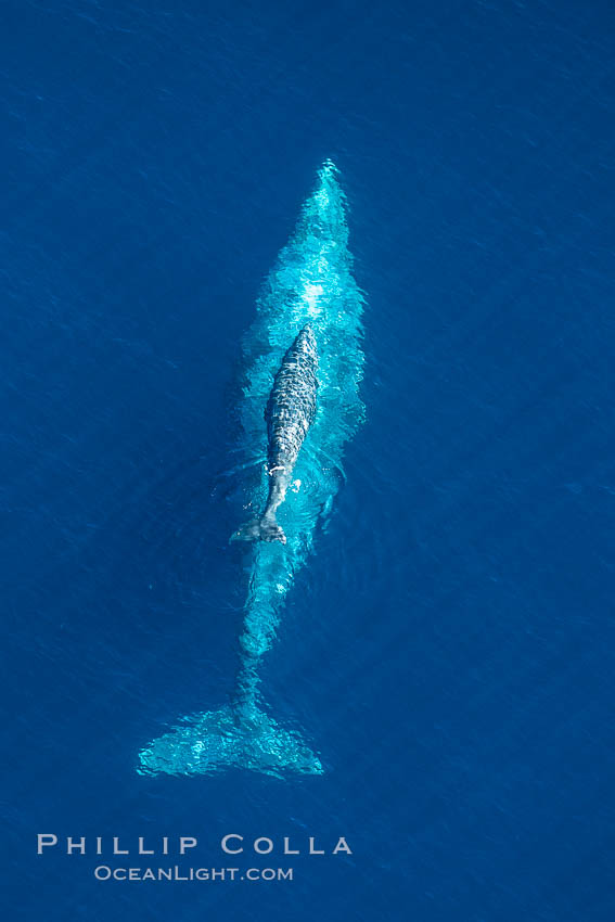 Aerial photo of gray whale calf and mother. This baby gray whale was born during the southern migration, far to the north of the Mexican lagoons of Baja California where most gray whale births take place. San Clemente, USA, Eschrichtius robustus, natural history stock photograph, photo id 29025