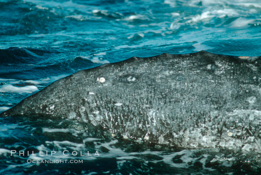 Gray whale, spine knuckle detail and characteristic skin mottling. Monterey, California, USA, Eschrichtius robustus, natural history stock photograph, photo id 01180