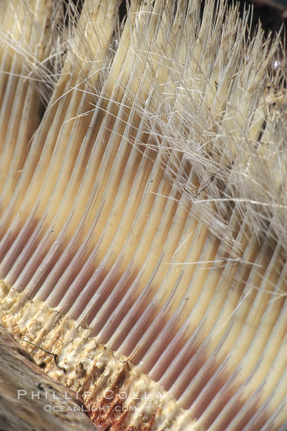 Gray whale baleen., Eschrichtius robustus, natural history stock photograph, photo id 03388