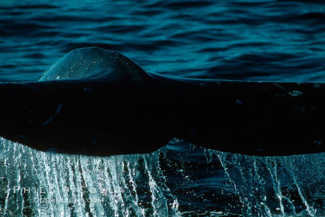 Gray whale. Monterey, California, USA, Eschrichtius robustus, natural history stock photograph, photo id 01187