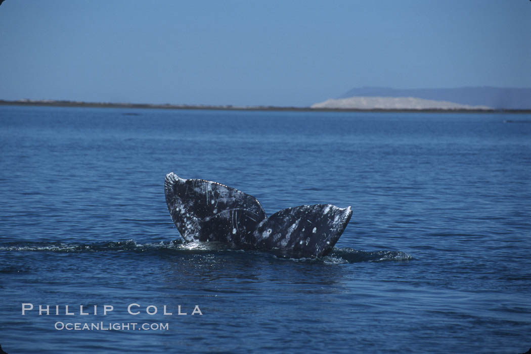 Gray whale, Laguna San Ignacio. San Ignacio Lagoon, Baja California, Mexico, Eschrichtius robustus, natural history stock photograph, photo id 03391