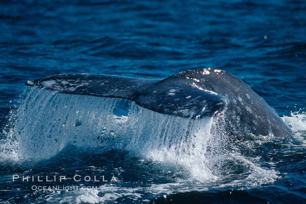 Gray whale, raising fluke to dive. Big Sur, California, USA, Eschrichtius robustus, natural history stock photograph, photo id 05779