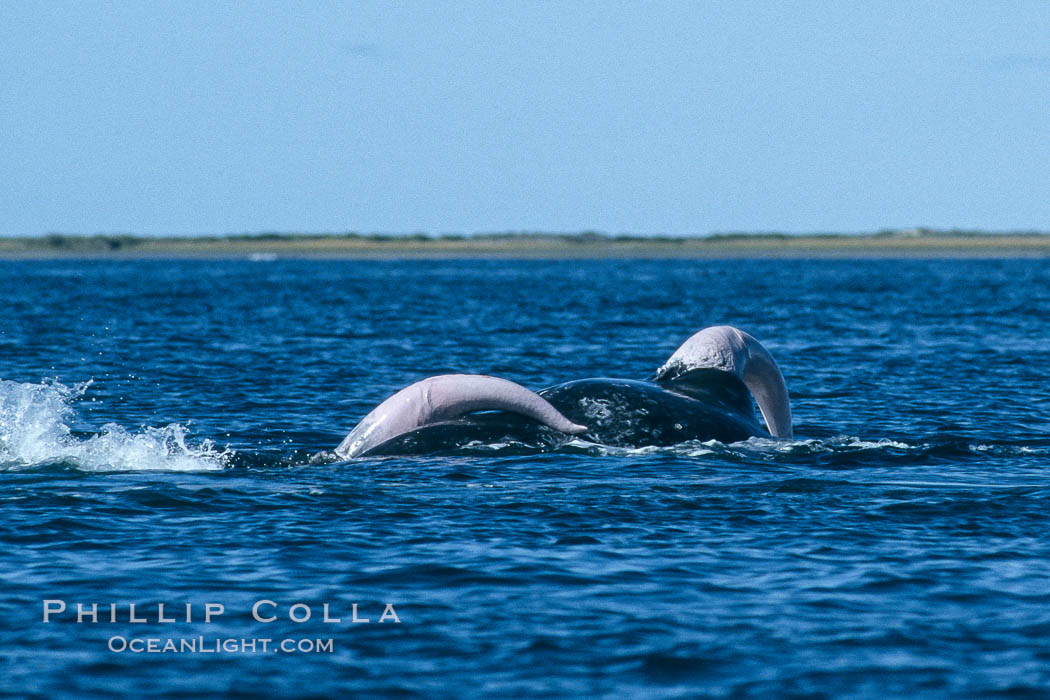 Gray whales, two males both with extended penis during courtship socialization, Laguna San Ignacio. San Ignacio Lagoon, Baja California, Mexico, Eschrichtius robustus, natural history stock photograph, photo id 03397