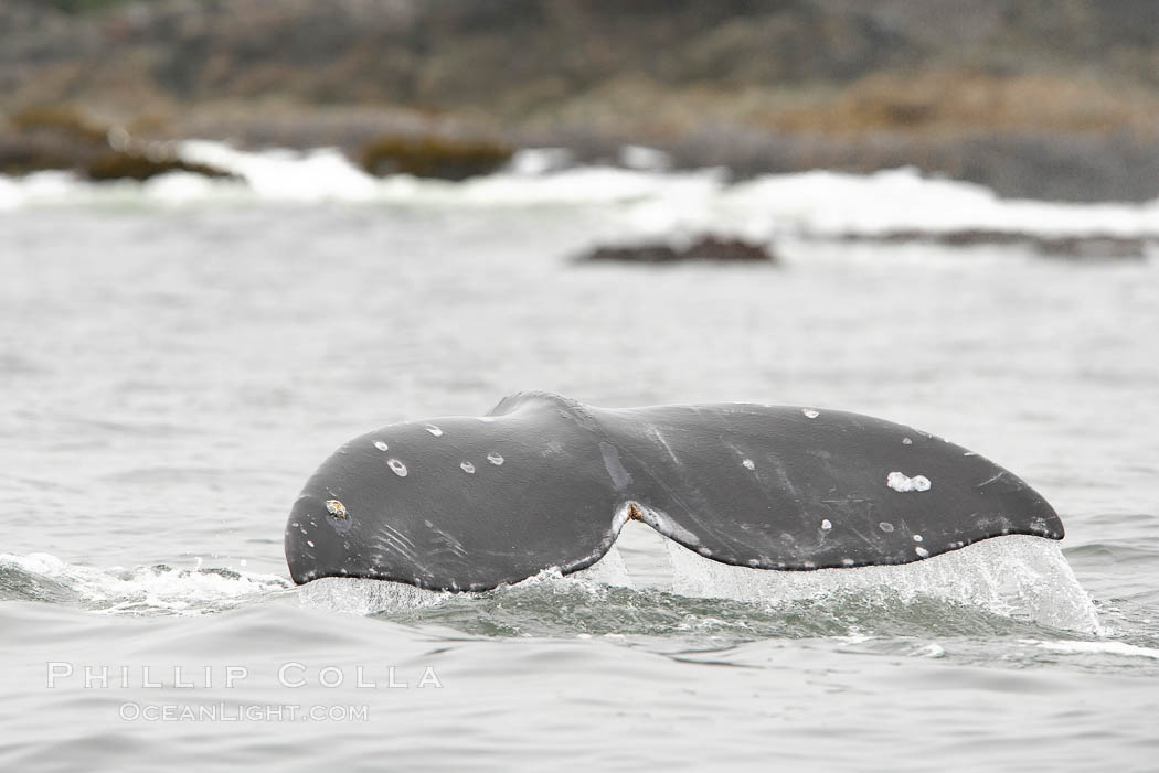 Gray whale, raising its fluke (tail) before diving to the ocean floor to forage for crustaceans, , Cow Bay, Flores Island, near Tofino, Clayoquot Sound, west coast of Vancouver Island. British Columbia, Canada, Eschrichtius robustus, natural history stock photograph, photo id 21177