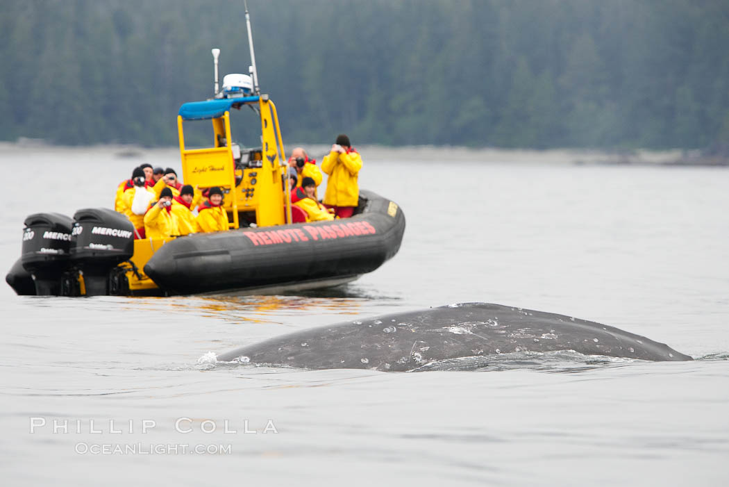 Gray whale dorsal ridge (back) at the surface in front of a boat full of whale watchers, Cow Bay, Flores Island, near Tofino, Clayoquot Sound, west coast of Vancouver Island. British Columbia, Canada, Eschrichtius robustus, natural history stock photograph, photo id 21181