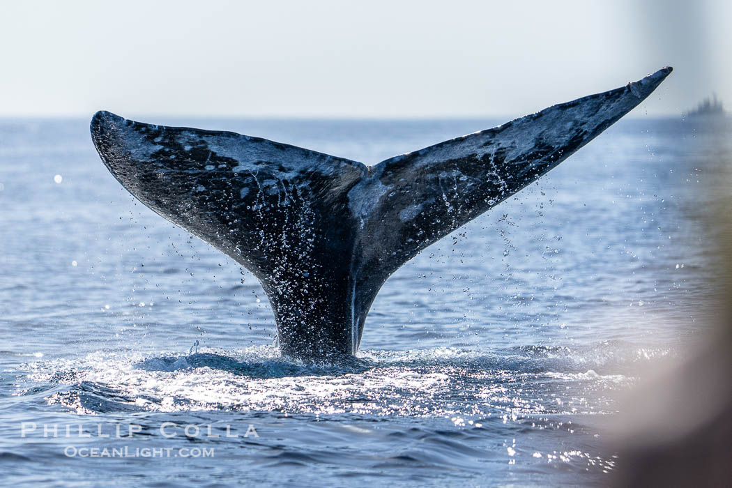 Gray Whale Raising Fluke Before Diving, San Diego, on southern migration to calving lagoons in Baja., Eschrichtius robustus, natural history stock photograph, photo id 41528