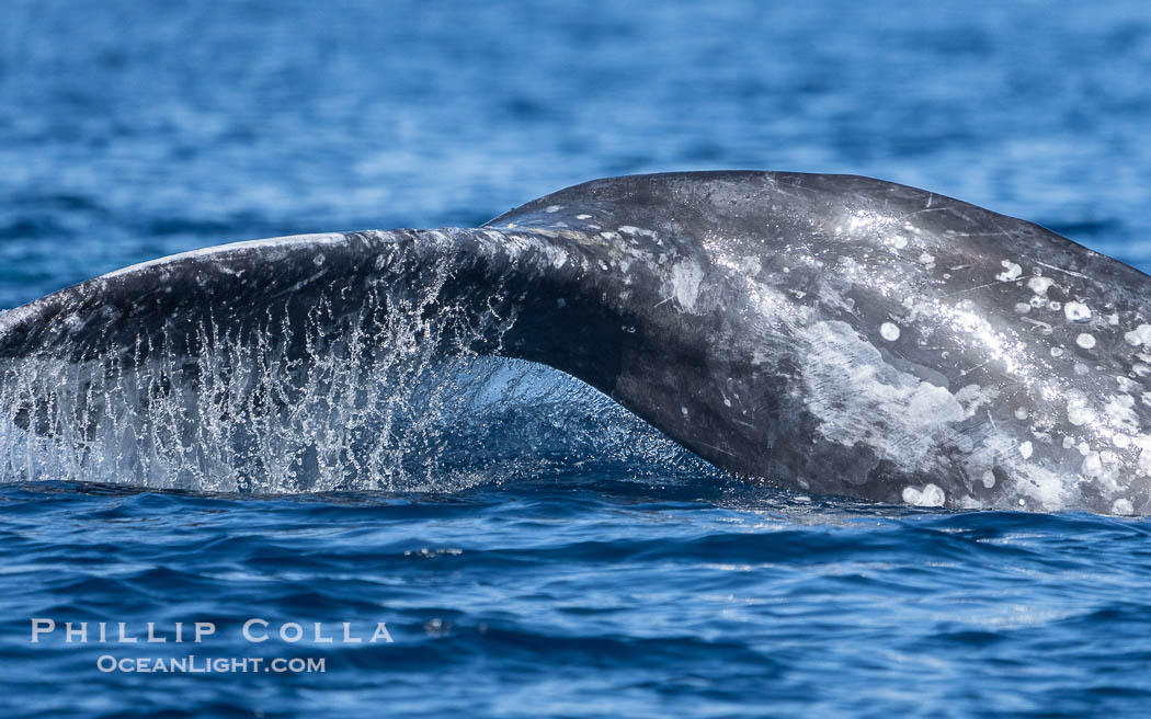 Gray Whale Raising Fluke Before Diving, San Diego, on southern migration to calving lagoons in Baja., Eschrichtius robustus, natural history stock photograph, photo id 41532