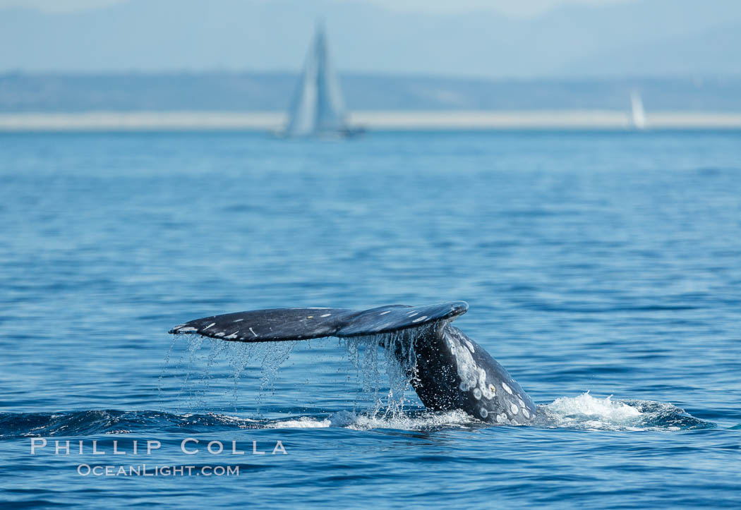 Gray whale raising fluke before diving, on southern migration to calving lagoons in Baja. San Diego, California, USA, Eschrichtius robustus, natural history stock photograph, photo id 30467